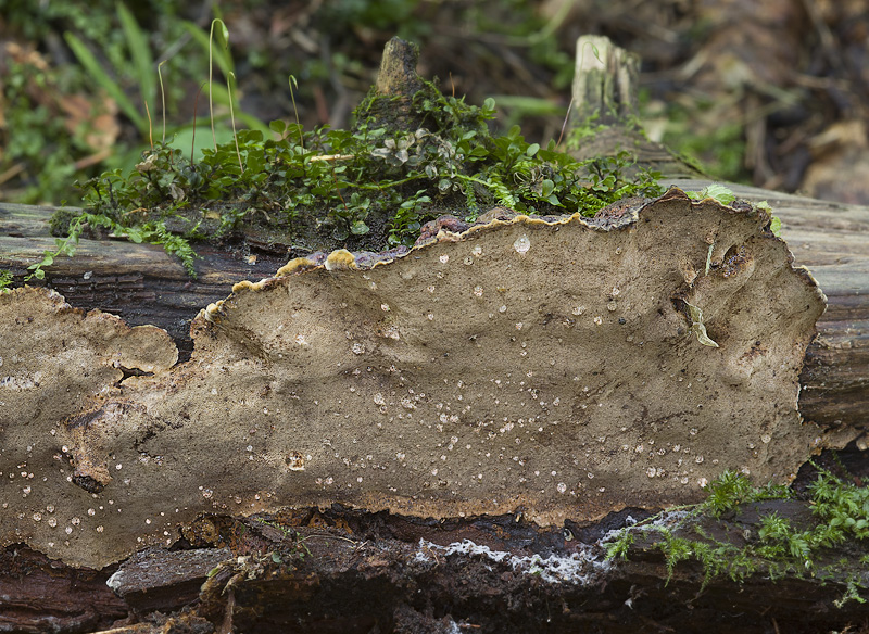 Phellinus nigrolimitatus